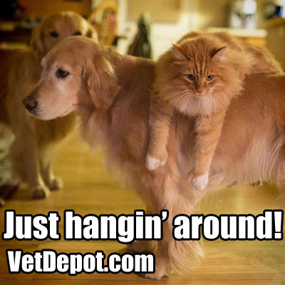 VetDepot caption contest winner 41