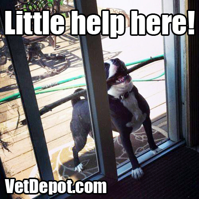 VetDepot caption contest winner 56