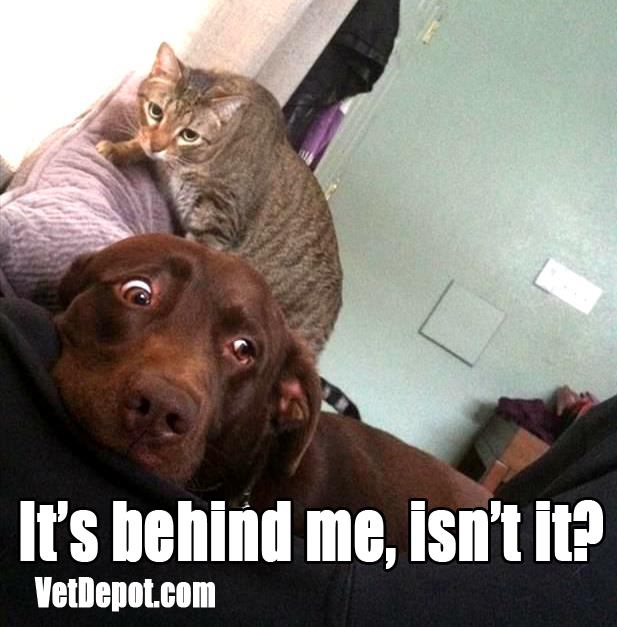 VetDepot caption contest winner 75